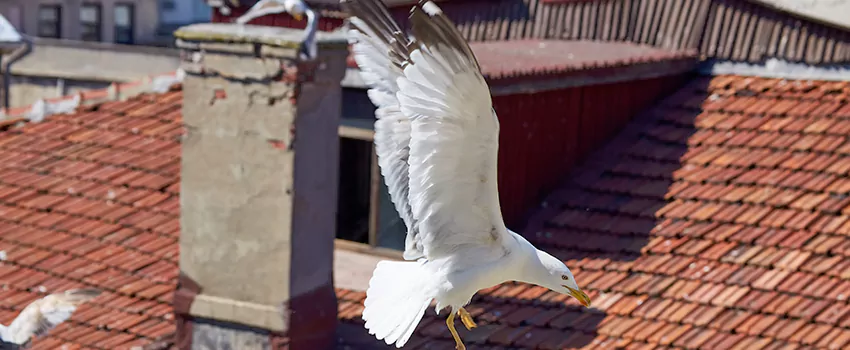 Residential Chimney Animal Removal Solution in Valley Stream, NY