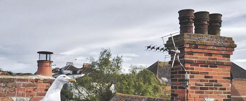 Chimney Cleaning And Restoration in Valley Stream, New York